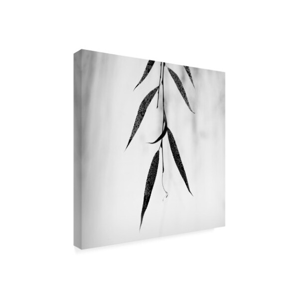 Nicholas Bell 'Willow Print No. 2' Canvas Art,35x35